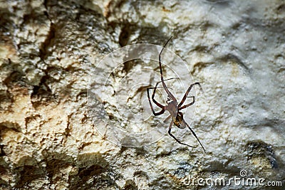 Meta menardi, European cave spider. Stock Photo