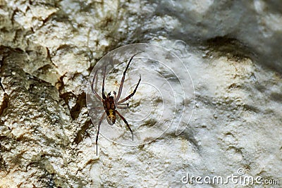 Meta menardi, European cave spider. Stock Photo