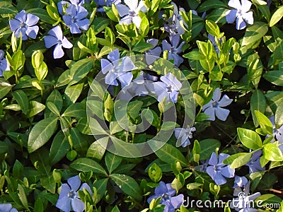 Grown as an ornamental plant: Meteng or winter green Stock Photo