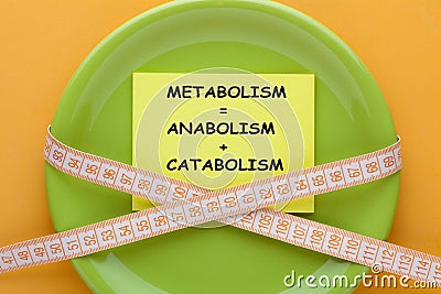 Metabolism Anabolism Catabolism Stock Photo