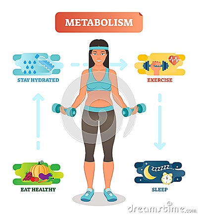 Metabolism concept vector illustration diagram,biochemical body cycle.Eating healthy,drinking water,exercising and sleeping well. Vector Illustration