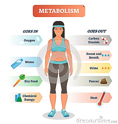 Metabolism concept vector illustration diagram, biochemical body cycle. Vector Illustration