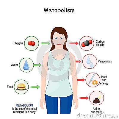 Metabolism. Explanation diagram with woman, food, and chemical reactions in a body Vector Illustration