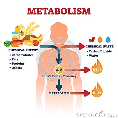 Metabolism vector illustration. Labeled chemical energy educational scheme. Vector Illustration