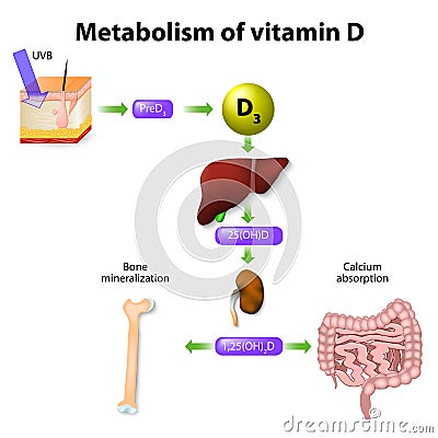 Metabolism of vitamin D Vector Illustration