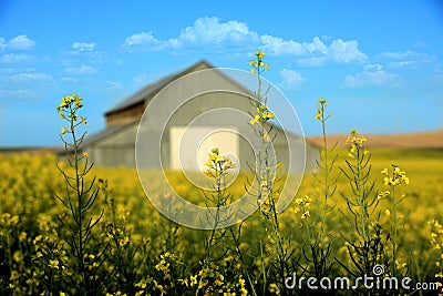 Metal Barn With Mustard Field Rural in Palouse Washington Stock Photo