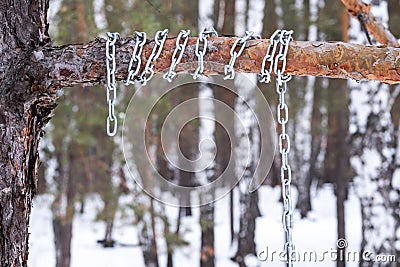 Metal chain wound around a pine branch Stock Photo