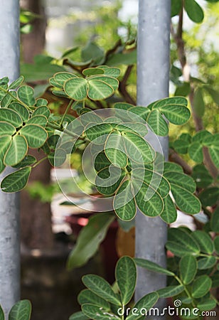A picture composed of metal and green leaves Stock Photo