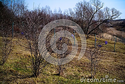 Metal mesh fence spring Stock Photo