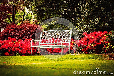 Metal outdoor bench sits on green lawn with azeleas and trees behind - shallow focus on bench - Room for copy Stock Photo