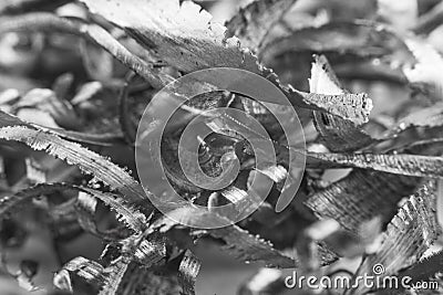 Metal Shavings Stock Photo