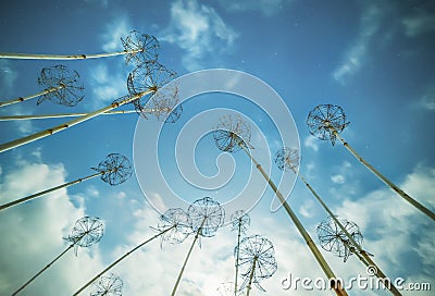 Metal structures in the form of dandelion flowers Stock Photo