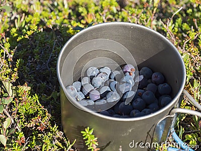 Metal titanium mug full of ripe blue berries of European blueberry or bilberry, lying on the green forest ground in Stock Photo