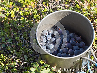 Metal titanium mug full of ripe blue berries of European blueberry or bilberry, lying on the green forest ground in Stock Photo