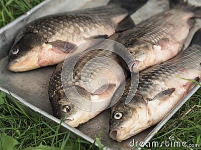 Metal tray with fresh river fish carp Stock Photo