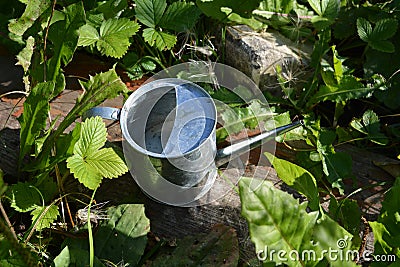 Metal watering can among green leaves of different plants - strawberry, dandelion and others. Summer garden Stock Photo