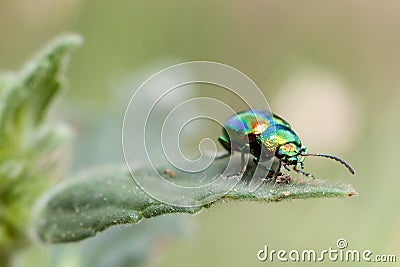 Metallic beetle on mint Stock Photo