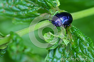 A metallic blue Mint Beetle on spearmint leaves Stock Photo