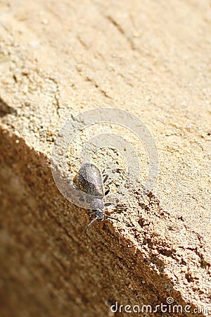 A metallic bronze ground beetle with tiny hairs on its body and legs called setae Stock Photo