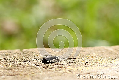 A metallic bronze ground beetle with tiny hairs on its body and legs called setae Stock Photo