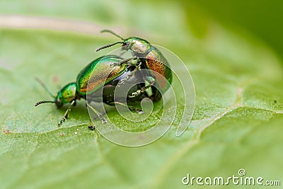 Metallic green beetles mating Stock Photo