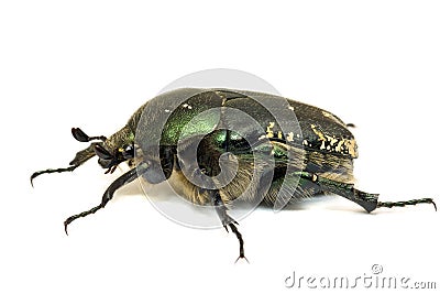 Metallic leaf beetle on a white Stock Photo