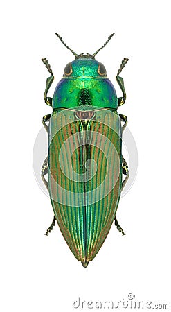 Metallic wood borer Eurythyrea austriaca Stock Photo