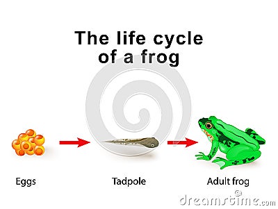 Metamorphosis amphibians, for example, the life cycle of frogs Vector Illustration