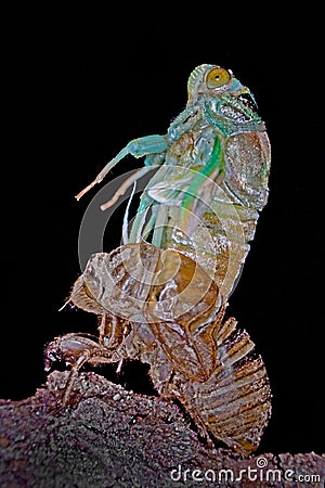 Metamorphosis of a Cicada Stock Photo