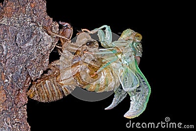 Metamorphosis of a Cicada Stock Photo