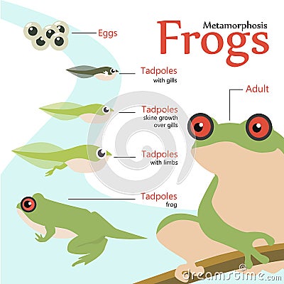 Metamorphosis Life cycle of a frog Vector illustration Vector Illustration