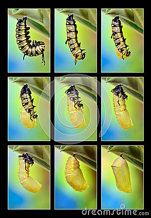 Metamorphosis of Plain Tiger Butterfly Stock Photo