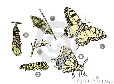 Metamorphosis of the Swallowtail - Papilio machaon - butterfly Vector Illustration