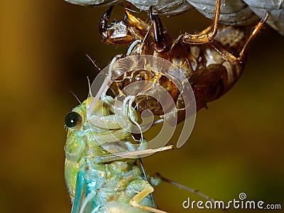 Metamorphosis of Tibicen pruinosus cicada Stock Photo