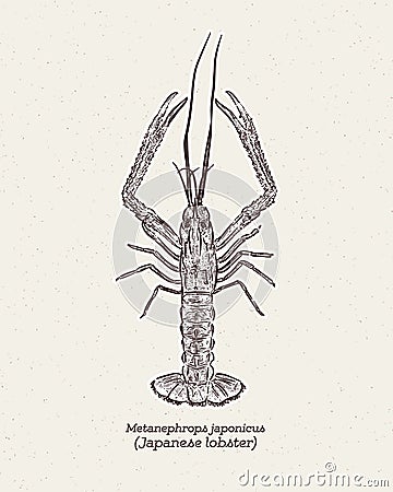 Metanephrops japonicus is a species of lobster found in Japanese waters, hand draw skecth vector Vector Illustration