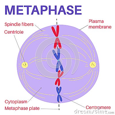 Metaphase is a stage of mitosis in the eukaryotic cell cycle. Vector Illustration