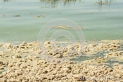 Metaphiton a community of organisms, algae, bacteria, detritus, invertebrates and fungi. Stock Photo