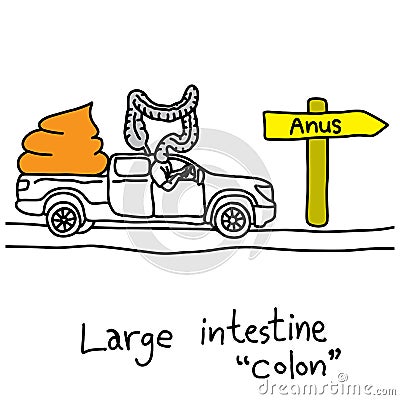 Metaphor function of large intestine or colon to take stools to Vector Illustration