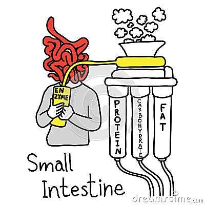 Metaphor function of small intestine to make enzyme to digest pr Vector Illustration