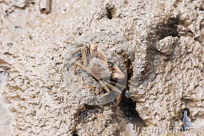 Metaplax elegan crab Stock Photo