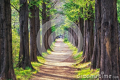 Metasequoia park in haneul park Stock Photo
