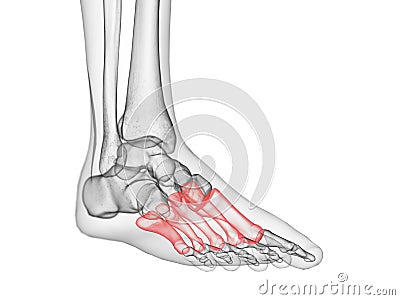 The metatarsals bone Cartoon Illustration