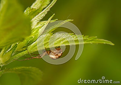 Metellina segmentata Stock Photo