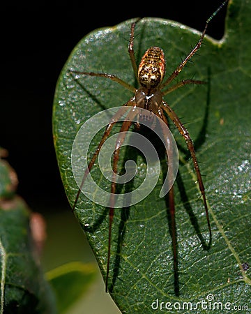 Metellina segmentata Stock Photo