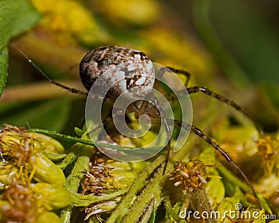 Metellina segmentata Stock Photo