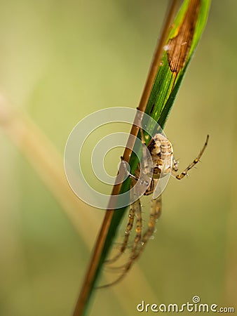 Metellina segmentata spider on a blade of grass Stock Photo
