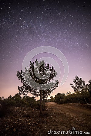 Meteor and a Tree Stock Photo