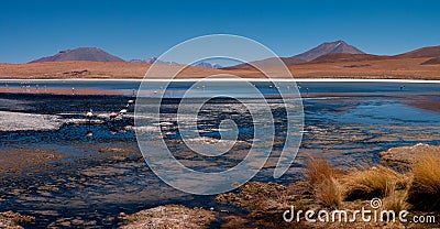 The Flamingoes of Laguna Colorada of the Southern Altiplano of Bolivia. Stock Photo