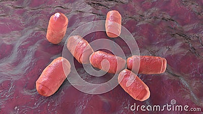 Methanobrevibacter smithii microorganisms, 3D illustration, the predominant archaeon in the microbiota of the human Cartoon Illustration