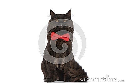 Metis cat with black fur is feeling angry Stock Photo
